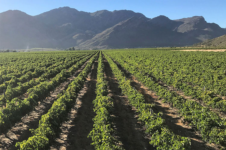 Merwida Wines, Breedekloof Wines, Harvest 2025